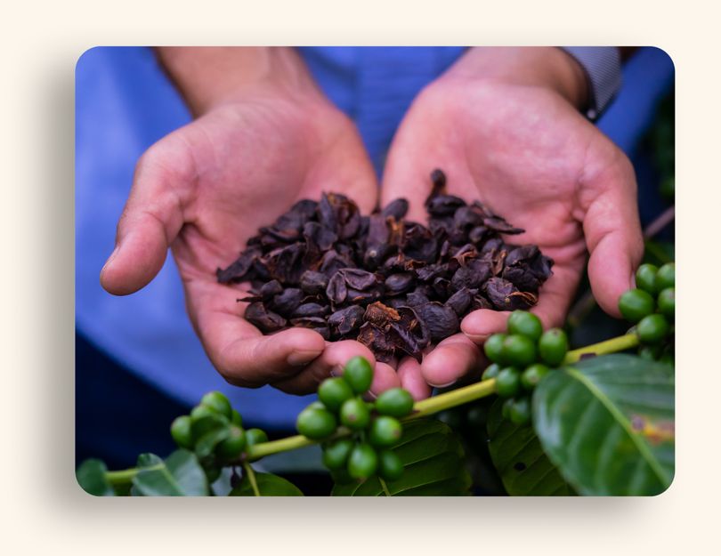 Cascara de Café te de cascara